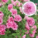 Bild von Petunia double P12 Light Pink